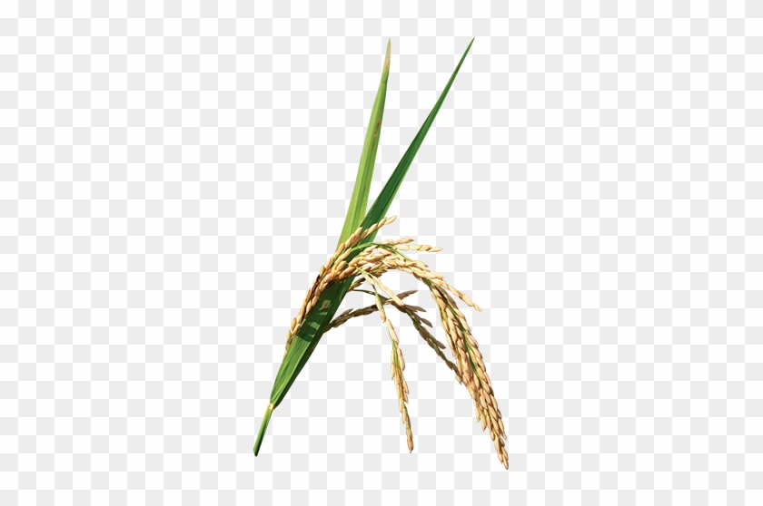 Rice Crop Png #860757