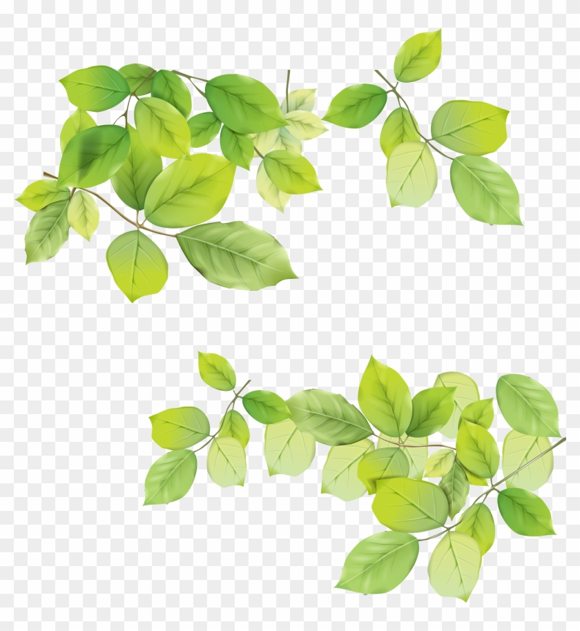Gallery Of Green Leaf Png With Mango Leaf Toran Clip - Leaves Png #860823