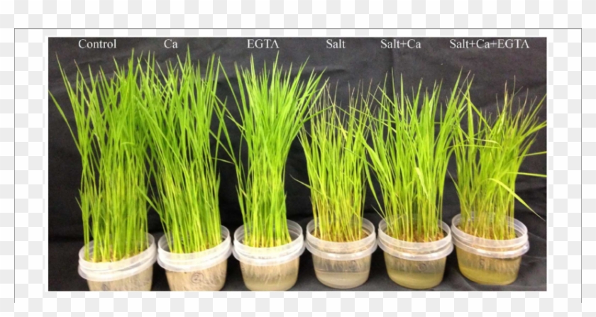 Phenotypic Appearance Of Rice Seedlings Under Different - Sweet Grass #860831