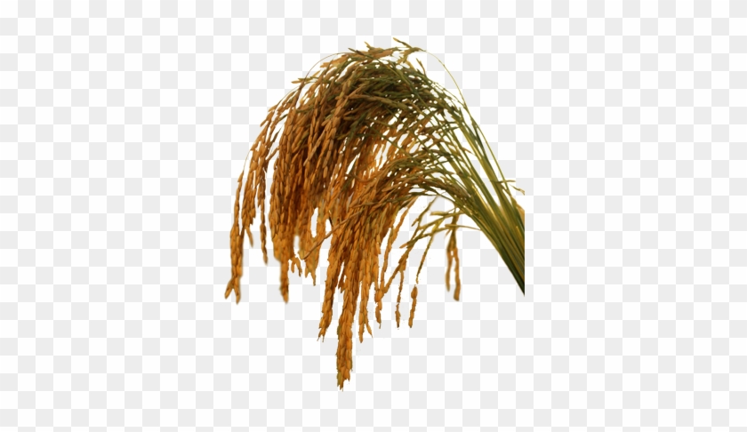 As The Primary Staple Of The Indonesian Diet, The Rice - Crops Of Monocot Plants #860832