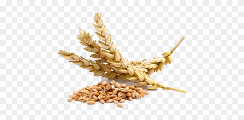 Spike Rice Png - Grains Of Wheat #860869