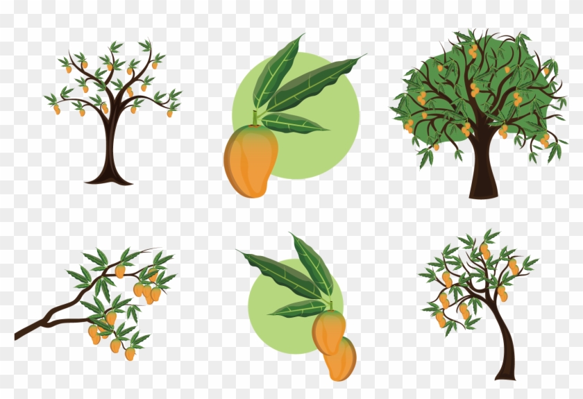 Mangifera Indica Mango Tree Clip Art - Mango Tree Illustration #860891