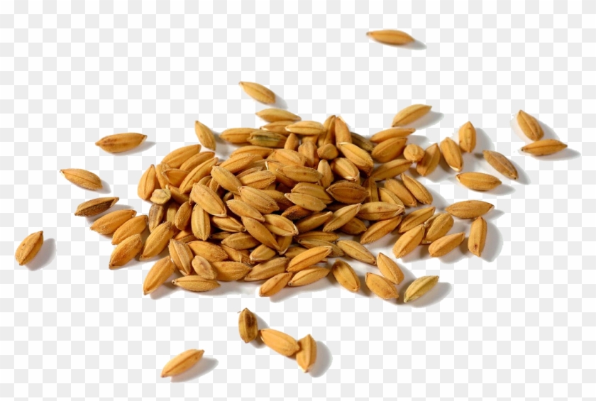Rice Gadu Paddy Field Seed Rice Huller - Paddy Png #860924