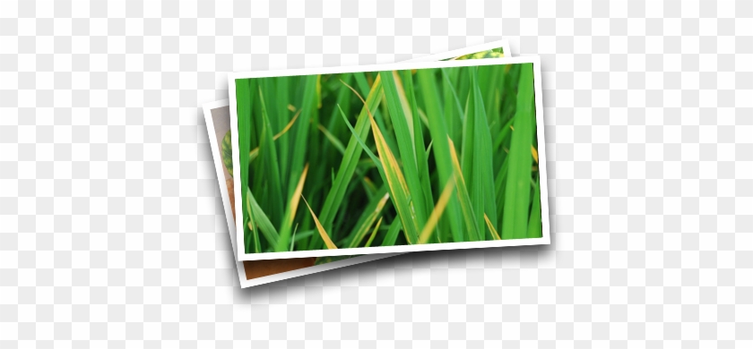 Symptoms In Rice - Nutrient Deficiency In Rice #860928