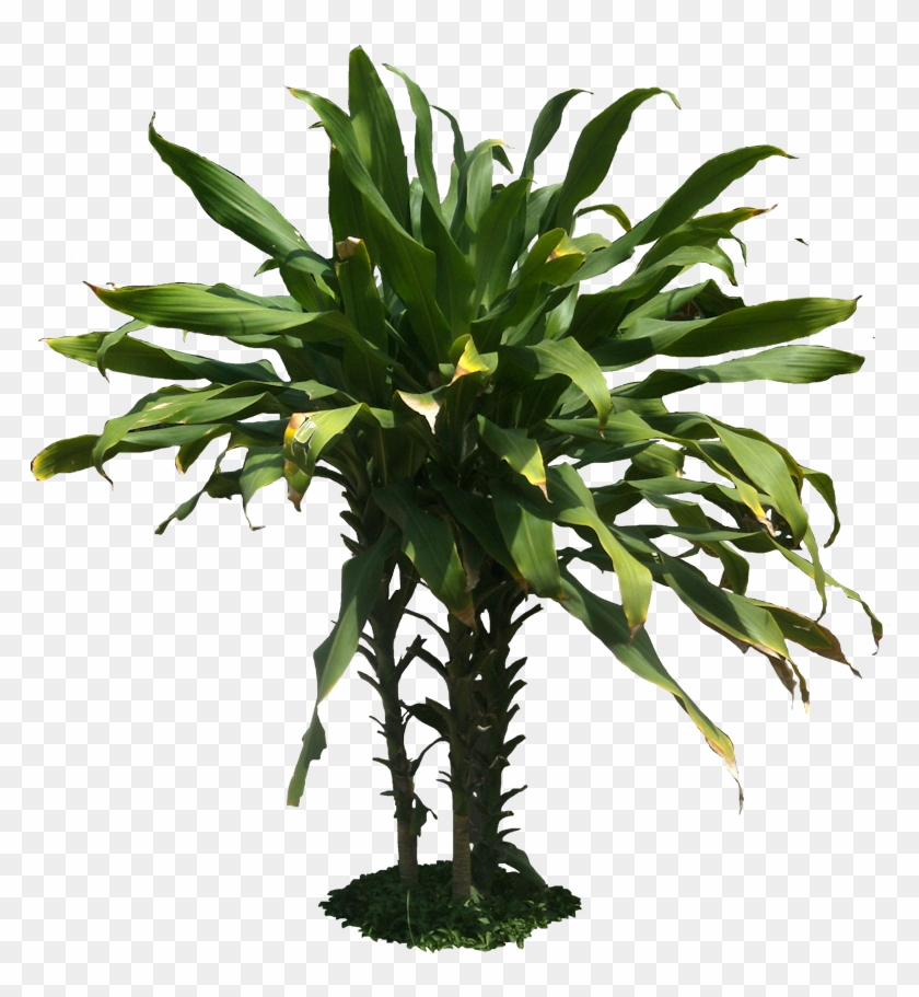 7 Png, - Plants #861146