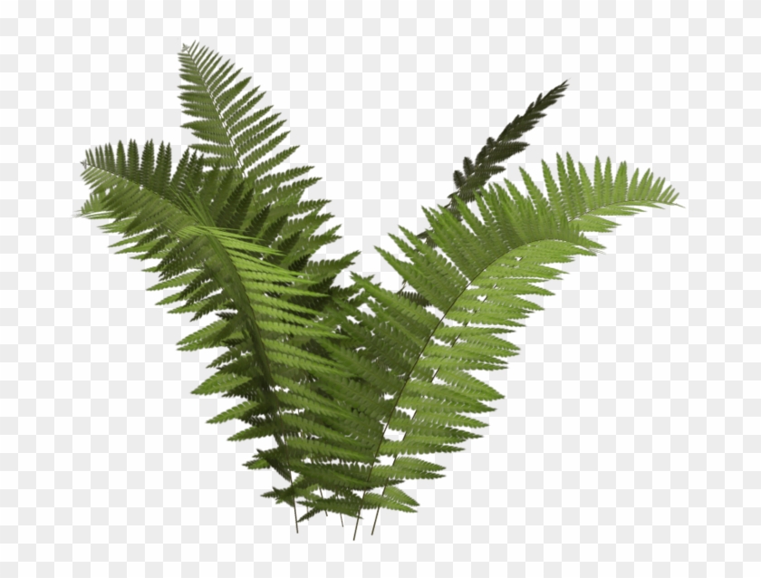 Ostrich Fern Plant Tree Fern Ecology - Fern Transparent Background #861156