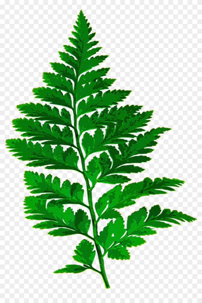 Forest, Fern Leaf Nature Green Leaves Plant Forest - Fern Silhouette #861170