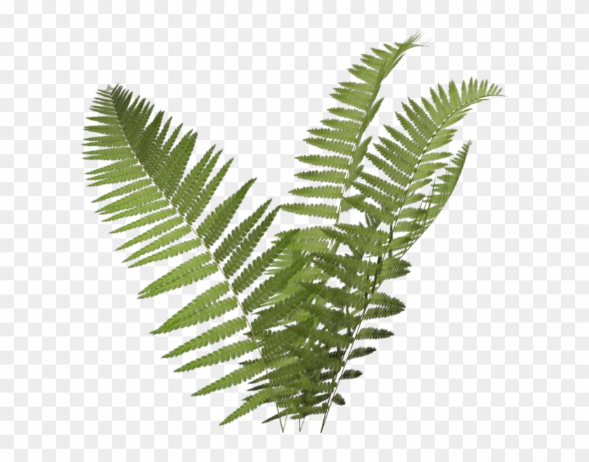 Tropical Bush Stock Illustration - Ferns Clipart #861198