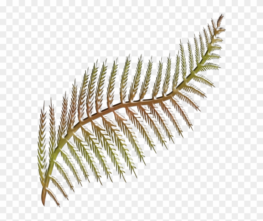 Flora, Fern Frond, Shape Stylised, Colored, Shape - Hoja De Helecho Png #861200