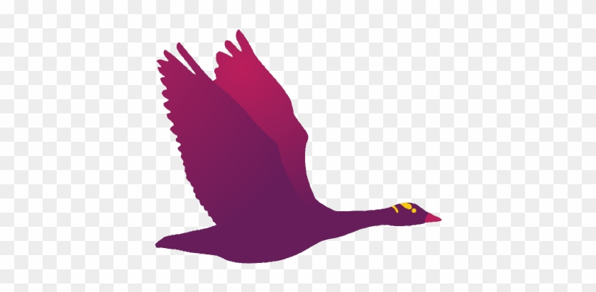 Codingconcepts - Duck #861544