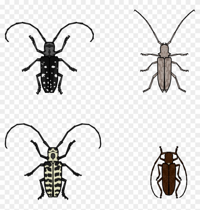 Beetle Illustrations - Illustration #861892