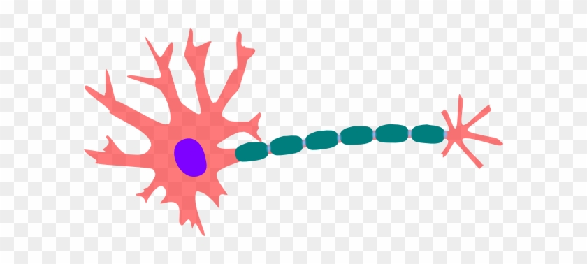 Healthy Neuron Clip Art - Sensory Neurons Clipart #156337