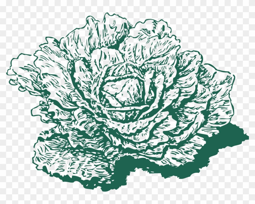 Microsoft Clipart Vegetables - Cabbage Drawing #156427