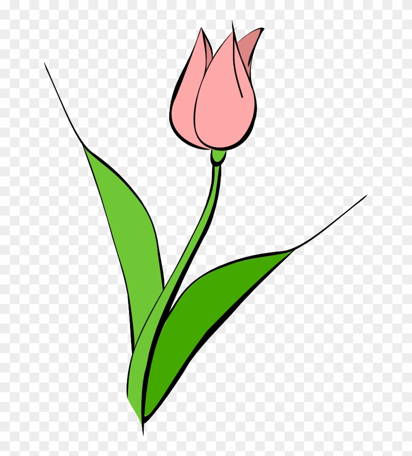 Tulip Clip Art - Pink Tulip Png Drawing #157737