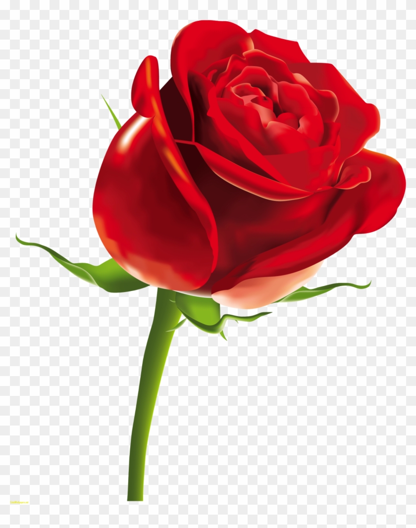 Red Rose Png Clipart Picture - Happy Women's Day Gif #157915
