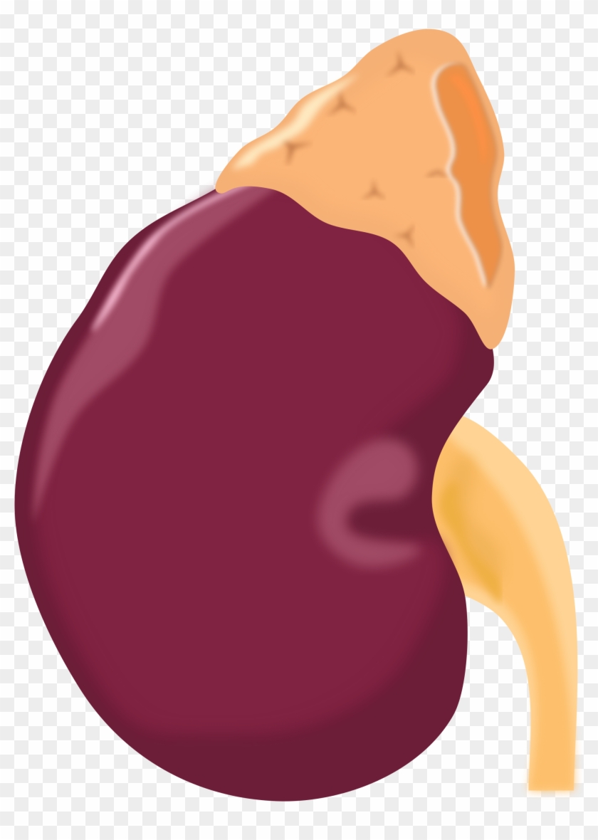 Clipart - Adrenal Gland Icon #158775