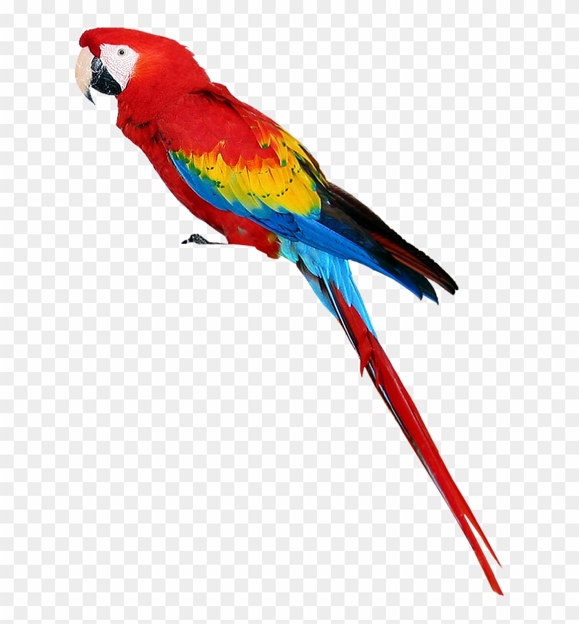 Free Parrot Clipart - Parrot Png #160376