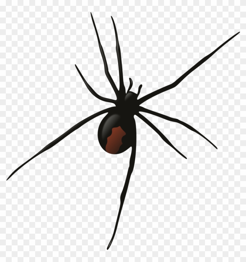 Female Redback Spider - Redback Spider Png #161216