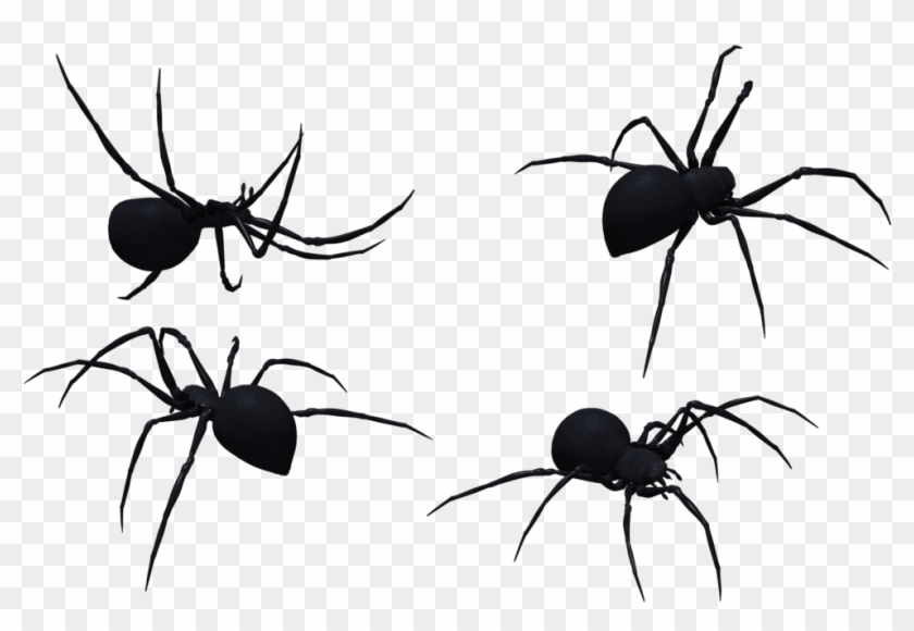 Black Widow Spider Art - Western Black Widow #161242
