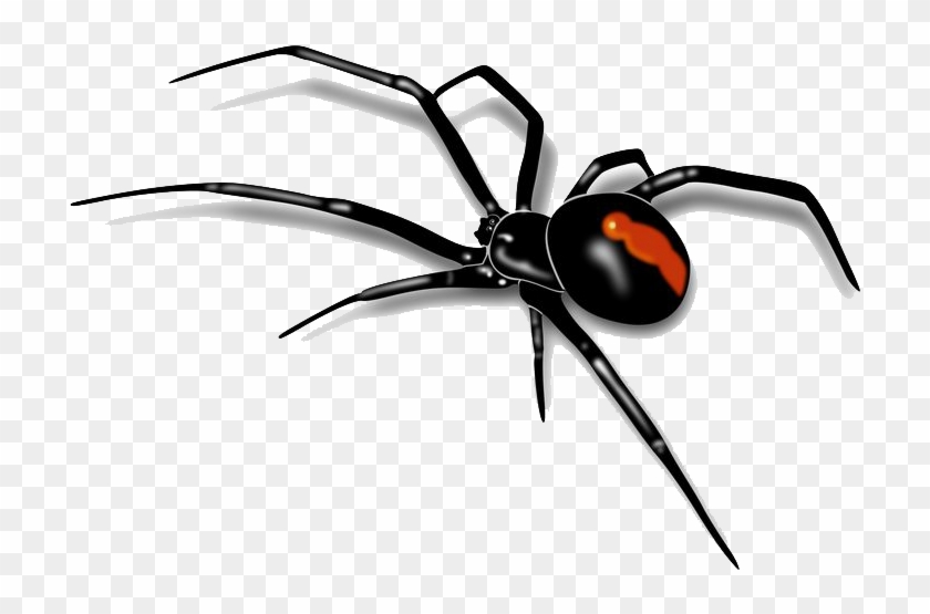 Spider - Australian Red Back Spider #161842