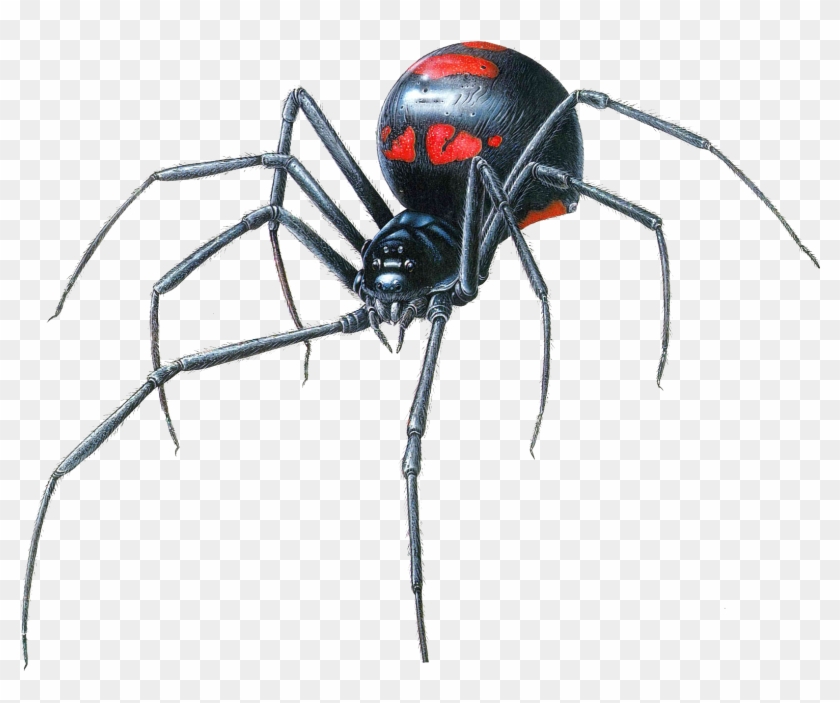 Black Widow Spider Transparent Png - Black Widow Spider Drawing #161859