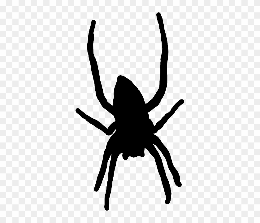 Arachnid Silhouette, Spider, Web, Long, Legs, Arachnid - Silueta De Araña Png #161944