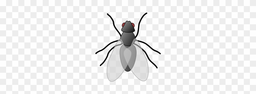 Fly 1 Png Clip Arts - Fly 01 (color: Black, Fit Type: Women, Size: L) #161959