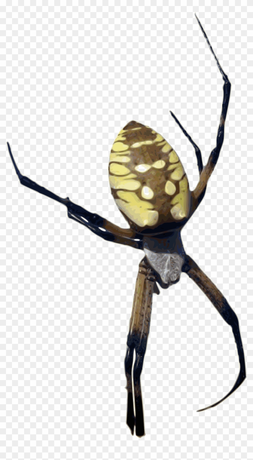 Arachnid Clipart Colorful - Orb Weaver Spider Png #162068