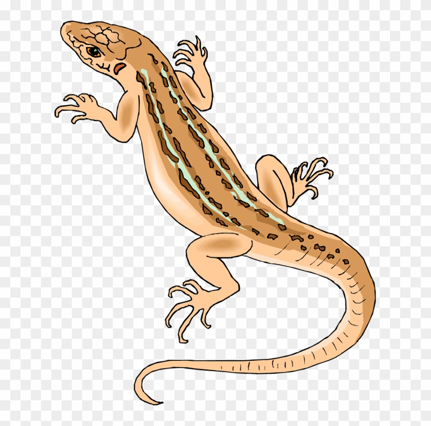 Lizard Clipart Free Download Clip Art On 2 Clipartbarn - Clip Art Of Lizard #162301