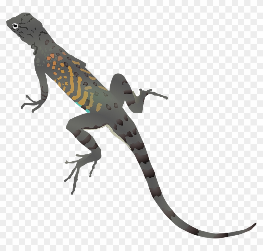 Lizard Gecko Dragon Animal Cartoon Reptile - Desert Lizard Clipart #162345
