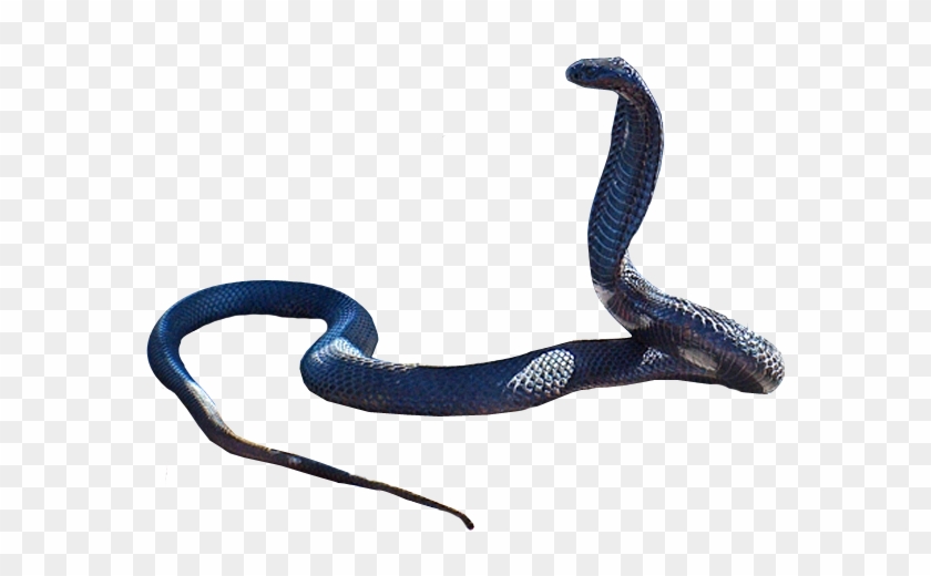 Snake - Transparent Snake #162384
