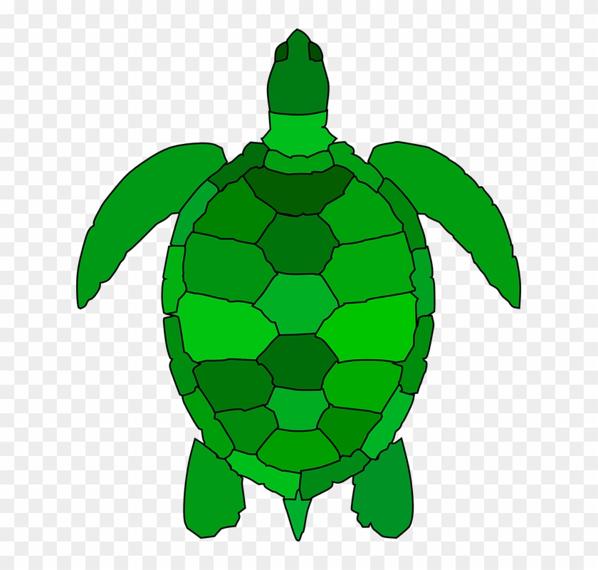 Turtle Animal Reptile Water Green Ocean Shell - Sea Turtle Clipart #162638