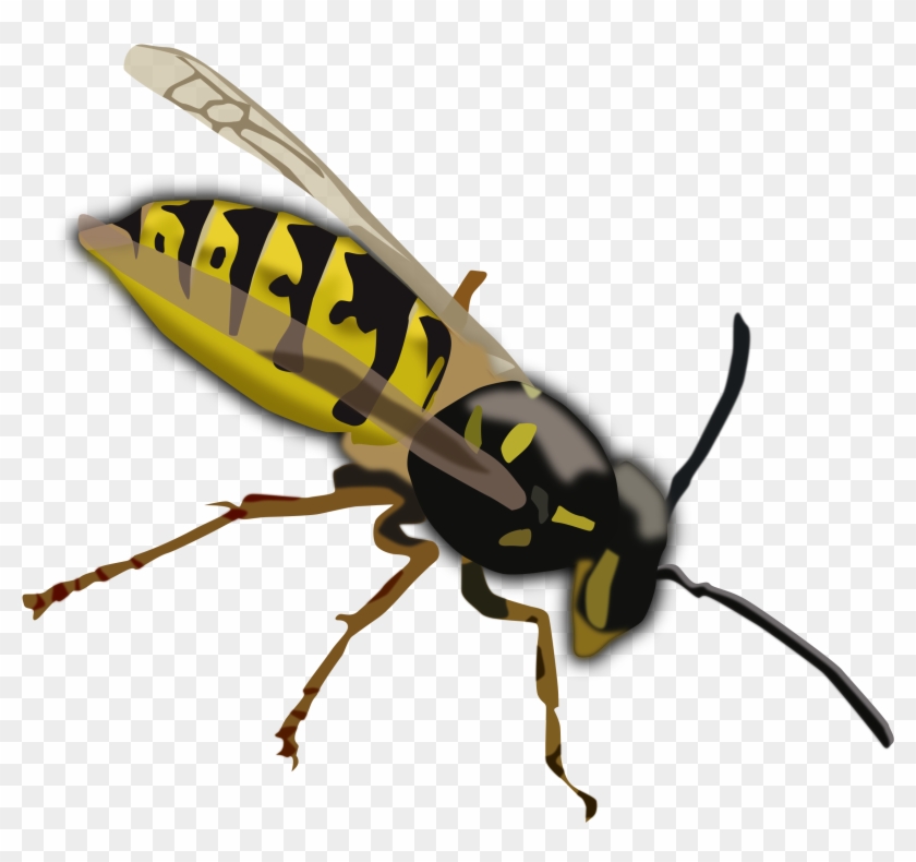 Top 91 Wasp Clip Art - Yellow And Black Insect With Wings #162957