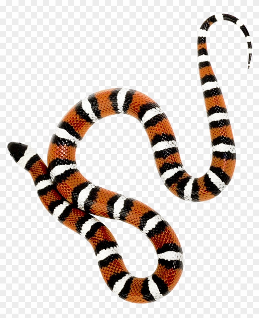 This High Quality Free Png Image Without Any Background - Snake Png #163645