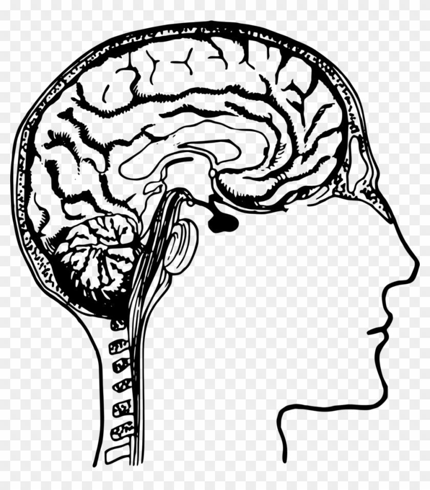 Idea Human Brain Clip Art - Brain Clipart #163677