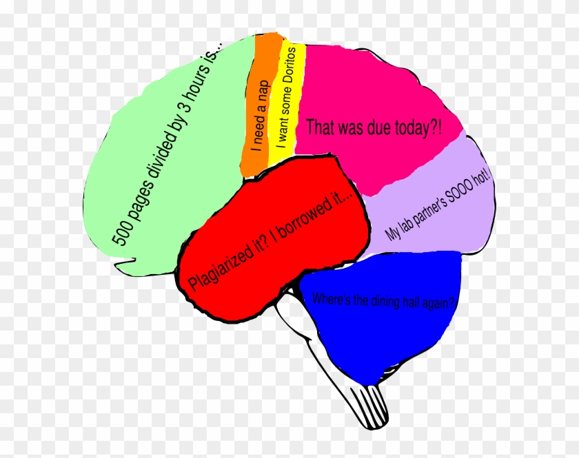 Freshman Fear Brain 5 Clip Art - Brain Clipart With Labels #163687