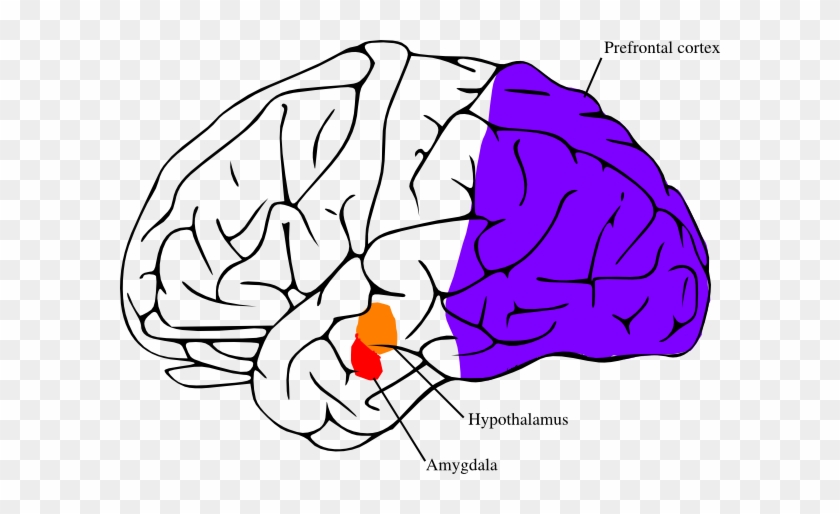The Amygdala And Hypothalamus Fired Up In Fight Or - Imagen Del Cerebro Para Dibujar #163753
