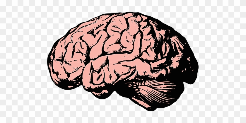 Brain, Think, Knowledge, Mind, Science - Brain Png #163772