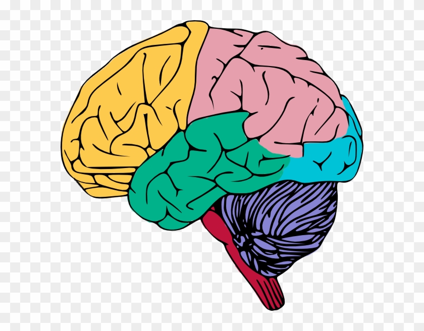 Brain Anatomy Clipart Nervous System Clip Art Lupon gov ph