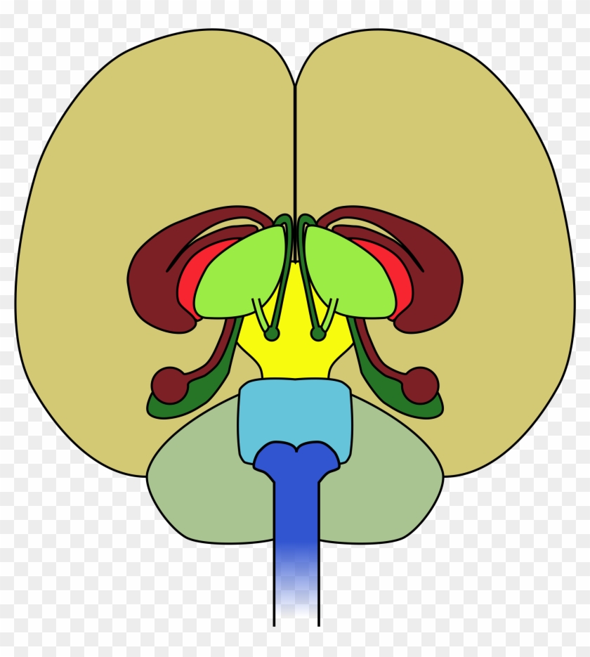 Free Brain-front View - Does A Neurologist Do #163882