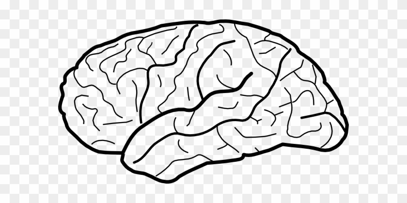How to outline. Мозг рисунок. Мозг рисунок легкий. Мозг рисунок линиями. Мозг рисунок карандашом для детей.
