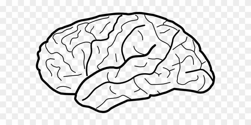 Pltw 2.1 3 Brain Diagram #163888