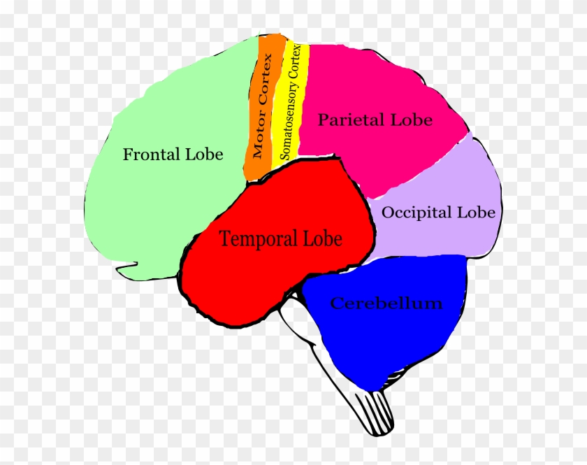 The Brain Clip Art At Clker - Brain Clipart With Labels #163963