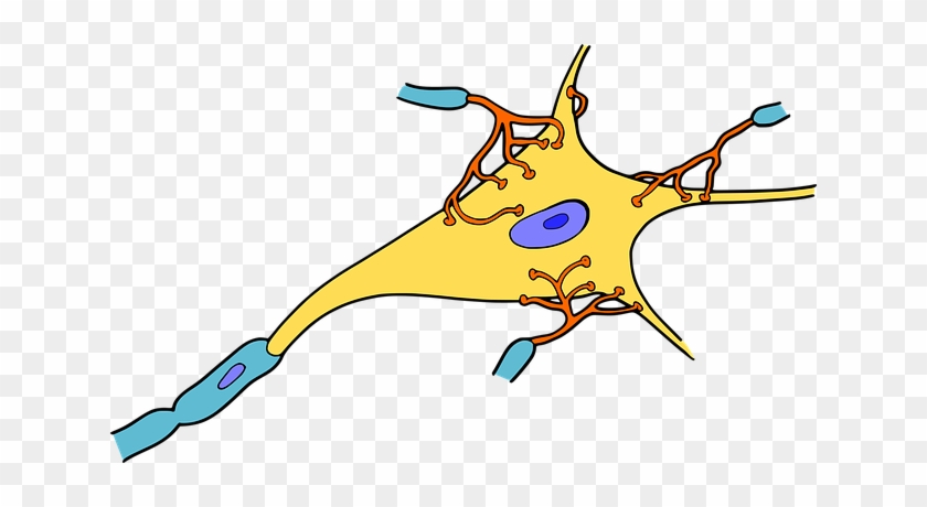 Biology Brain Cell Medicine Nerve Neuron O - Partes De La Neurona #163967