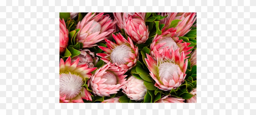 Pink Vibrant Protea Show - Photography #862058