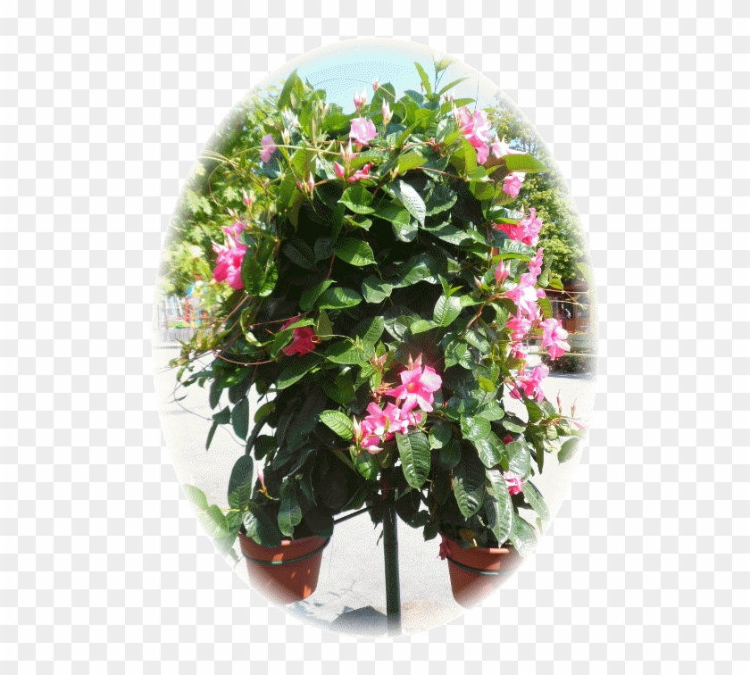 The Park Is Replete With Fresh Flowers And Even In - Mandevilla #862077