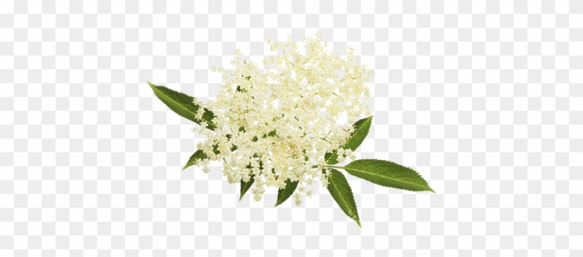 Elder Flower - Hypotonický Sportovní Nápoj Nutrend Unisport 500ml/1000ml #862147