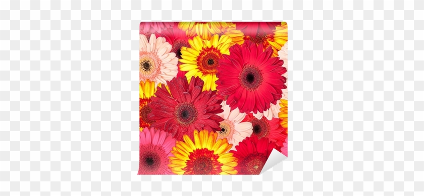 Seamless Pattern From Vibrant Gerbera Flowers Wall - Flores #862170