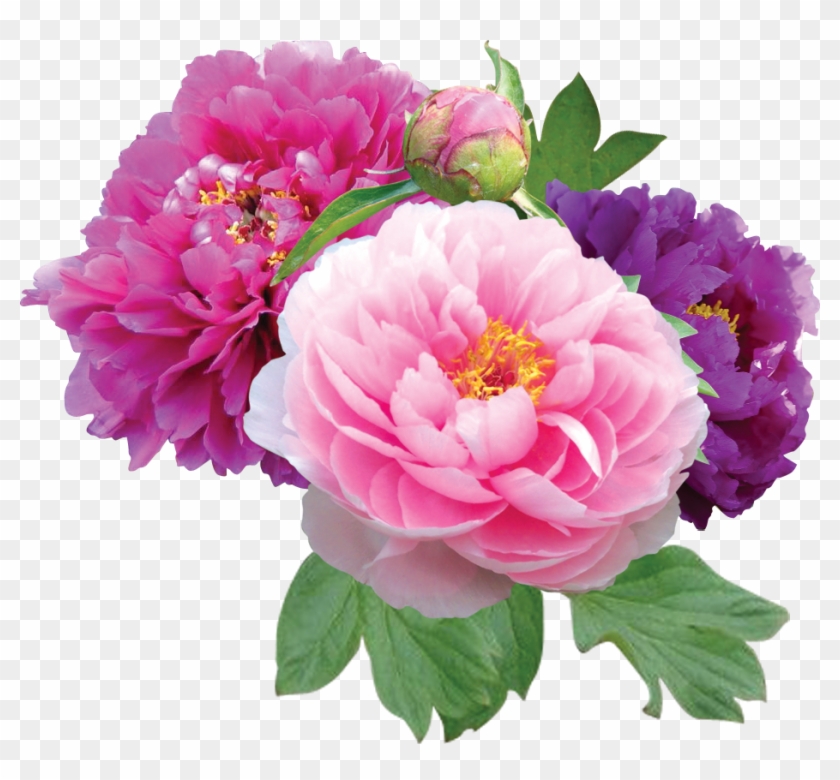 Peony Clipart Transparent - Peony Flower Peonias Png #862188