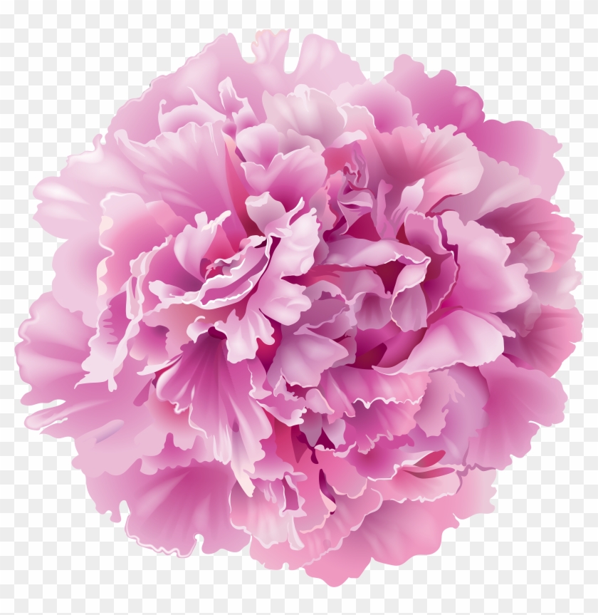 Peony Clipart Transparent - Peony Png Transparent #862360